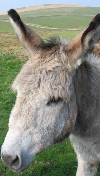 Donkey